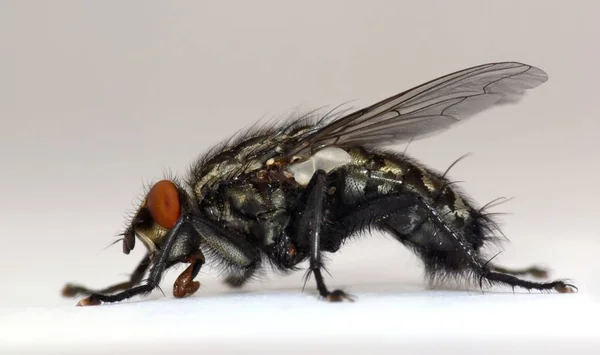 Närbild Insekter Vild Natur — Stockfoto