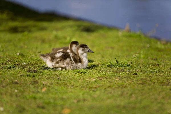 Vacker Utsikt Över Vacker Fågel Naturen — Stockfoto