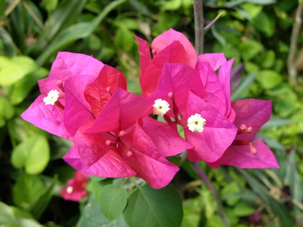 Bellissimi Fiori Sfondo Concetto Floreale — Foto Stock