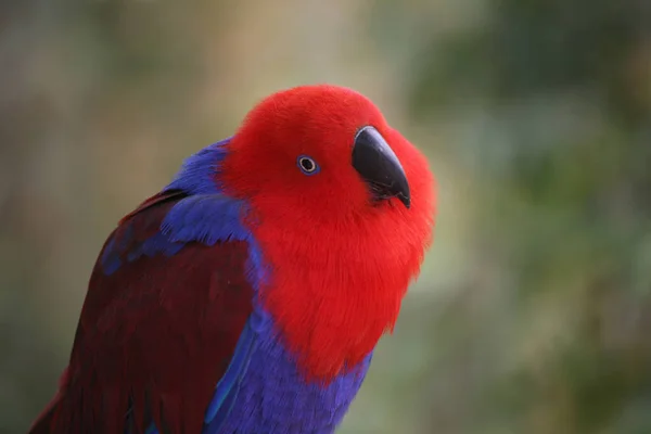 Eclectus Roratus Female Male Completely Different Colored Green Red Flanks — Stock Photo, Image