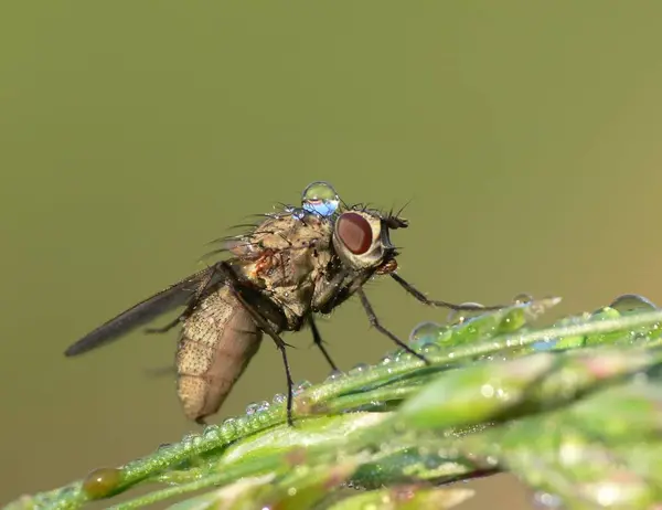 Gira Por Jardín Hoy Descubrí Esta Pequeña Mosca — Foto de Stock