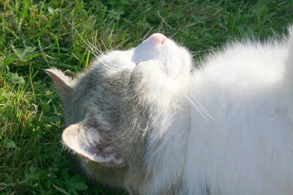 Porträtt Söt Katt — Stockfoto