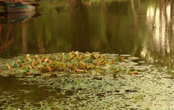 Schilderachtig Uitzicht Prachtige Vogel Natuur — Stockfoto