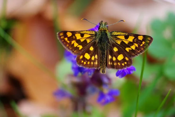 Primo Piano Bug Natura Selvaggia — Foto Stock