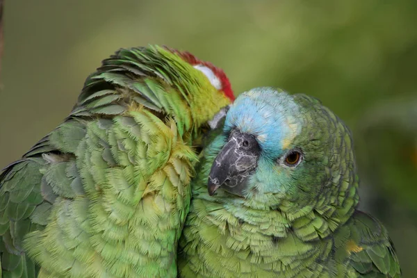 Blaustirnamazone Red Lored Amazon Cuddling —  Fotos de Stock