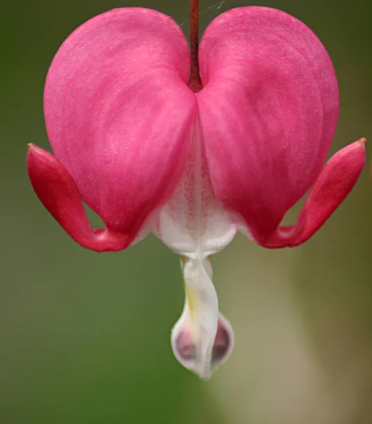 Pembe Ağlayan Kalp Çiçeği — Stok fotoğraf