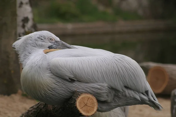 Oiseau Baignade Concept Sauvagerie — Photo