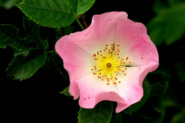 Różowy Hibiskus Kwiat Czarnym Tle — Zdjęcie stockowe