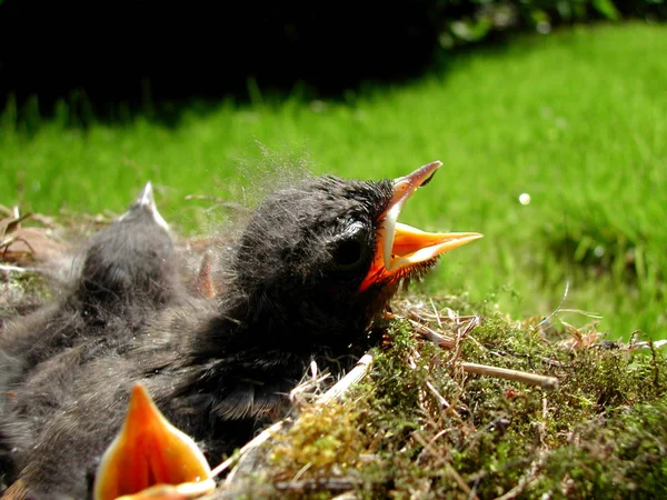 Scenic View Beautiful Bird Nature — Stock Photo, Image