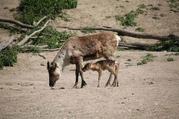 Nature Fauna Wildlife Animal Photography — Stock Photo, Image