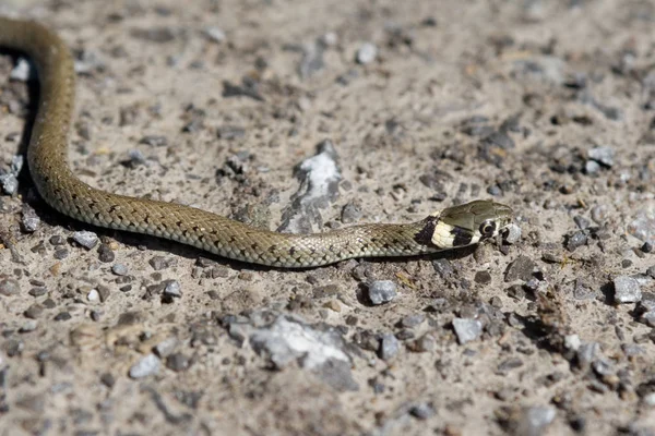 Malebný Pohled Majestátní Nebezpečný Had — Stock fotografie