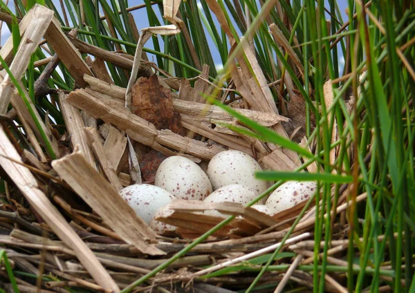 Aussichtsreiche Aussicht Auf Schöne Vögel Der Natur — Stockfoto