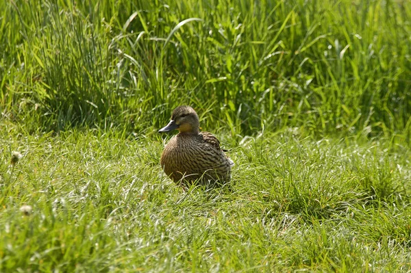 Vista Cênica Pato Mallard Bonito Natureza — Fotografia de Stock