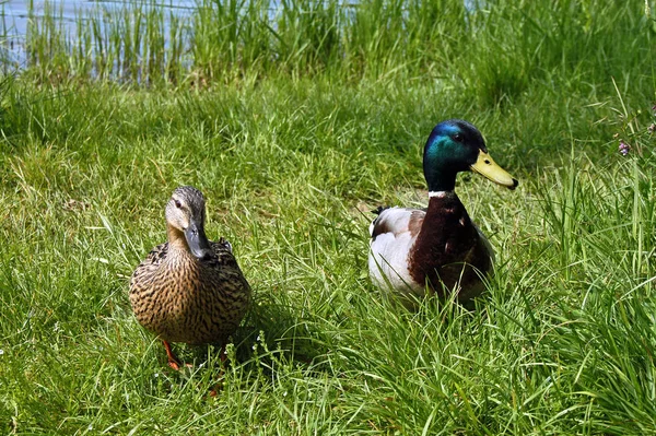 Aussichtsreiche Aussicht Auf Schöne Vögel Der Natur — Stockfoto