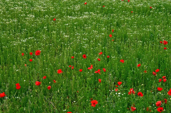 美しい野生のケシの花の近景 — ストック写真