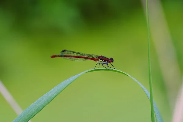 Detailní Makro Pohled Hmyz Vážky — Stock fotografie