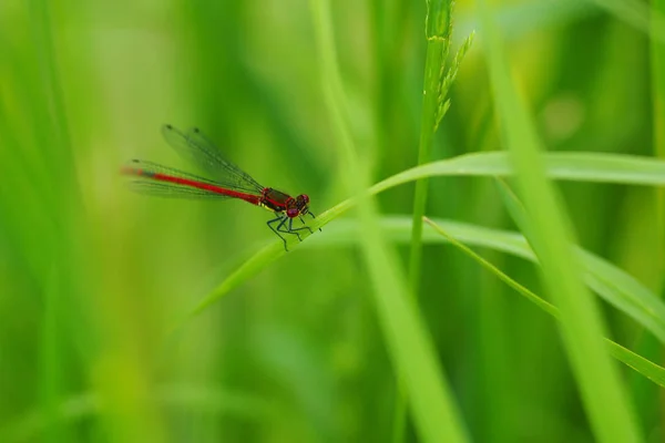 Detailní Makro Pohled Hmyz Vážky — Stock fotografie