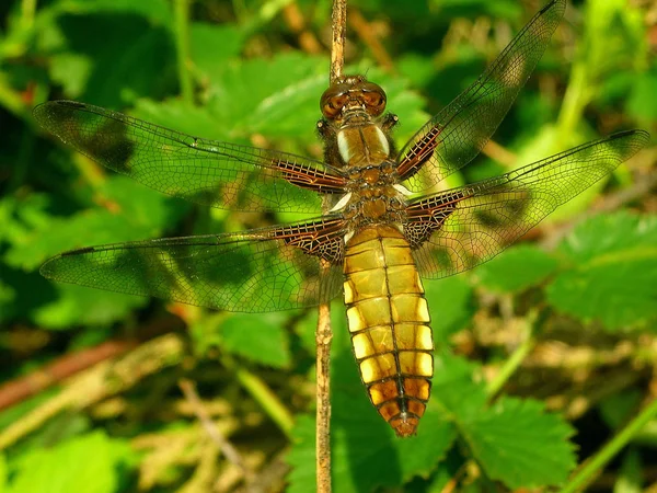 Příroda Hmyz Vážky Odonata Létat — Stock fotografie