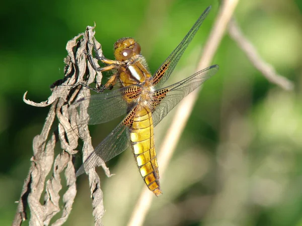 Close Macro View Van Libelle Insect — Stockfoto