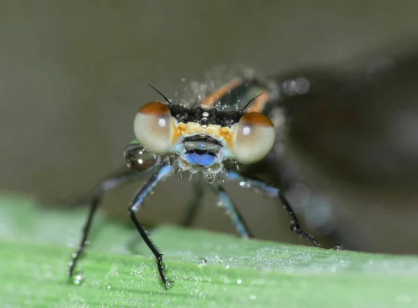 Doğa Böceği Yusufçuk Odonata Sineği — Stok fotoğraf