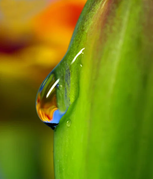 Vacker Botanisk Skott Naturliga Tapeter — Stockfoto