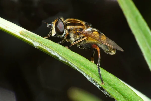 Close Van Een Insect Wilde Natuur — Stockfoto