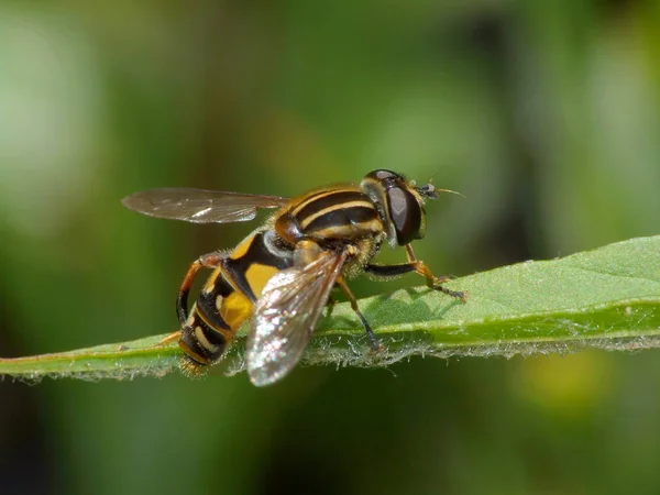 Helophilus Pendulus Cette Espèce Vit Souvent Dans Les Zones Humides — Photo