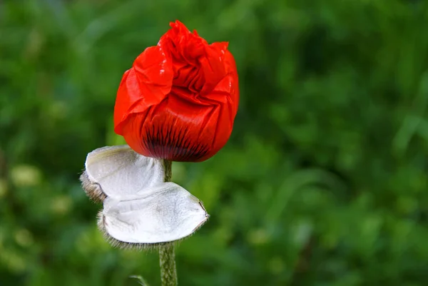 Close Uitzicht Mooie Wilde Papaver Bloemen — Stockfoto