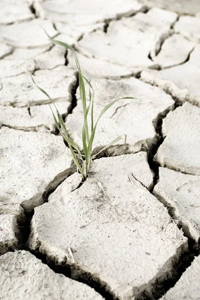 Mudança Climática Conceito Proteção Ambiental — Fotografia de Stock