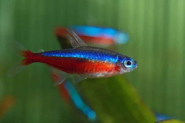 Fisk Akvariet — Stockfoto