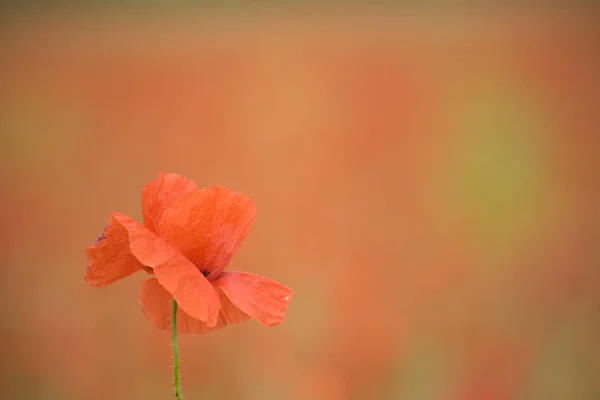 Vue Rapprochée Belles Fleurs Pavot Sauvage — Photo