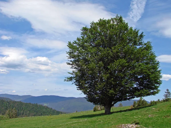 Bela Vista Paisagem Natureza — Fotografia de Stock