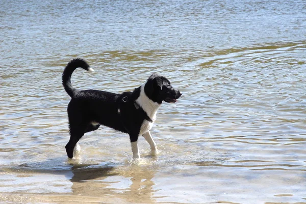 Zwarte Labrador Retriever Het Water — Stockfoto