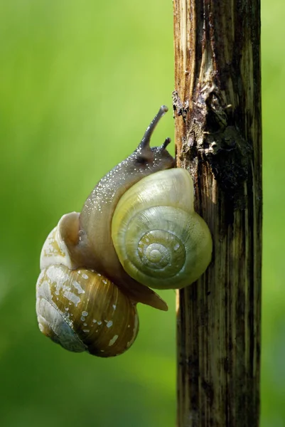 Elica Mollusco Chiocciola Animale Guscio — Foto Stock