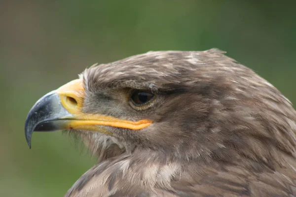 Vue Panoramique Majestueux Aigle Royal Nature Sauvage — Photo