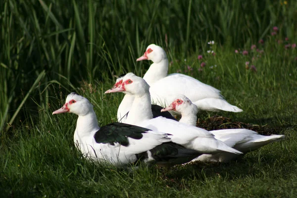 Observação Pássaros Tiro Pato Natureza Selvagem — Fotografia de Stock