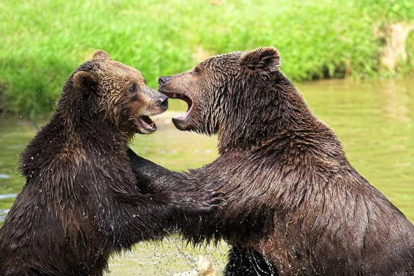 Αρκούδες Καφέ Ursus Arctos — Φωτογραφία Αρχείου
