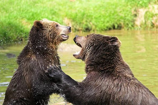Αρκούδες Καφέ Ursus Arctos — Φωτογραφία Αρχείου