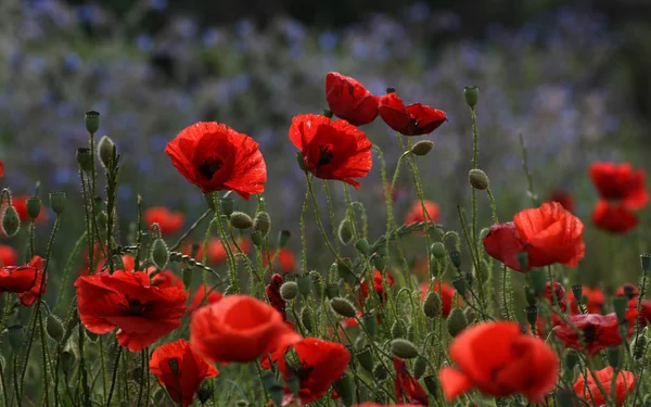 Close Uitzicht Mooie Wilde Papaver Bloemen — Stockfoto