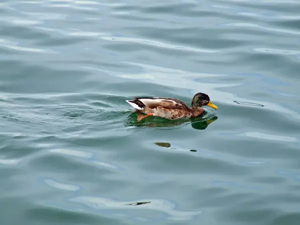 Vuelo Observación Aves Pato Naturaleza Salvaje — Foto de Stock