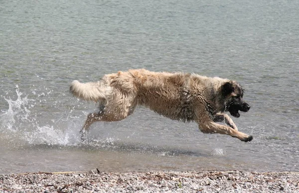 Porträtt Söt Hund — Stockfoto