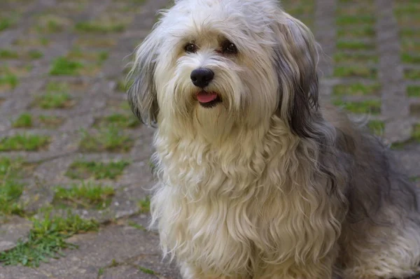 Porträt Eines Süßen Hundes — Stockfoto