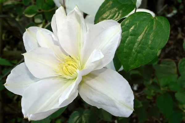 Clematis Flower Petals Flora — Stock Photo, Image