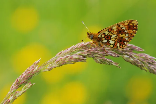 Fritillary Butterfly Insect Wings — Stock Photo, Image