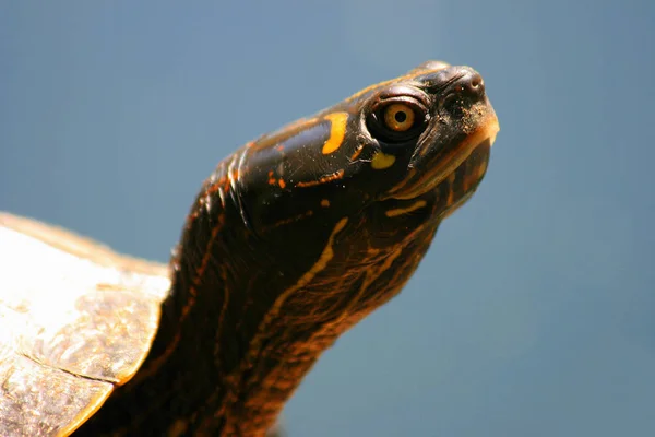 Tropikal Kaplumbağa Hayvanat Bahçesi — Stok fotoğraf
