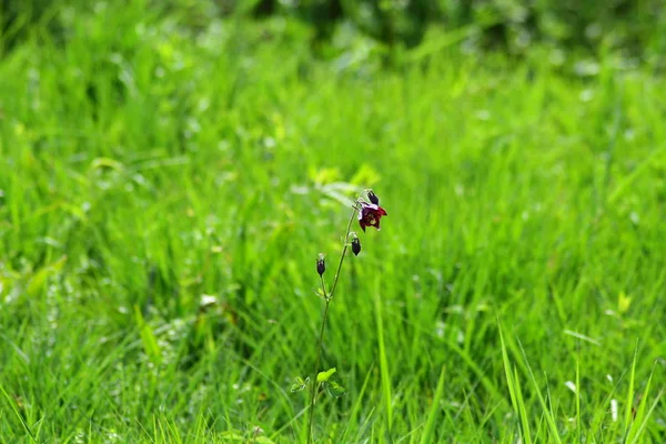 Know Columbine Would Have Been Little Closer Better Entre Flor — Foto de Stock