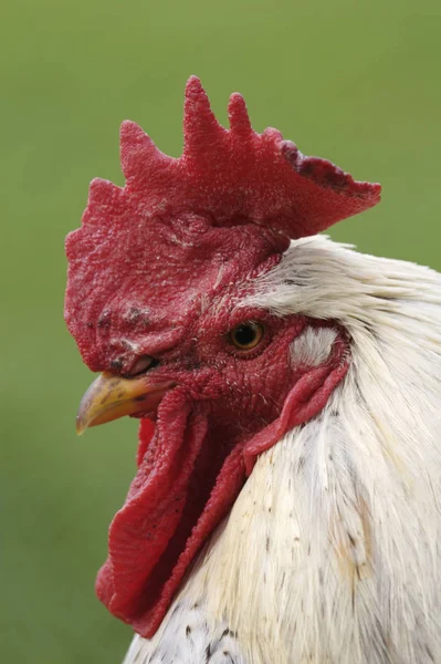 Schilderachtig Uitzicht Prachtige Vogel Natuur — Stockfoto