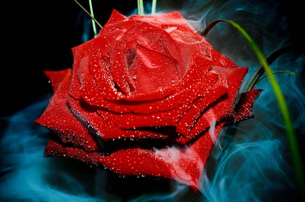 Роза Тумане Перезагрузка — стоковое фото