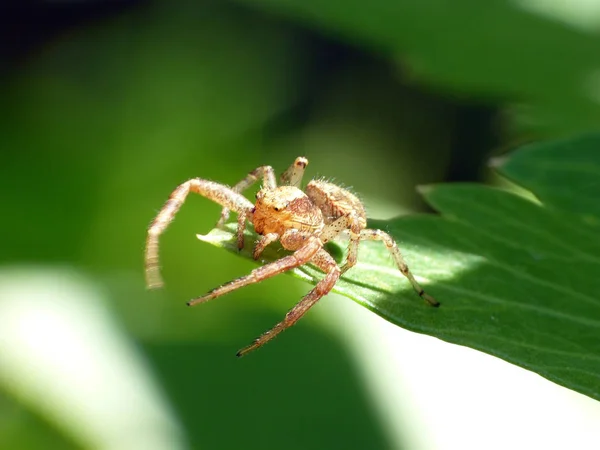 Inseto Aranha Animal Predador — Fotografia de Stock