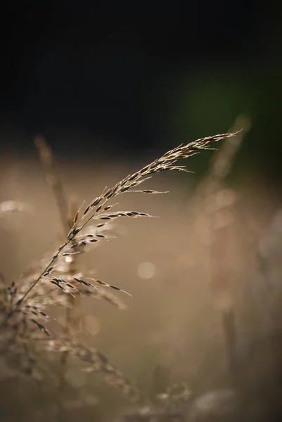 Close Wheat Field — стоковое фото